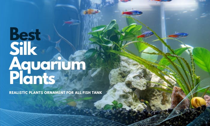 Aquaponics for cichlid tank 