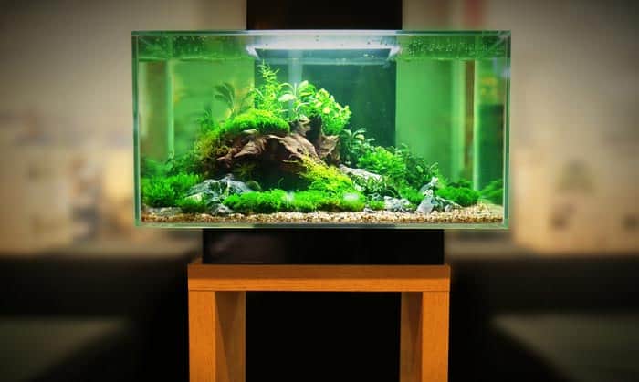 10 gallon fish tank ideas