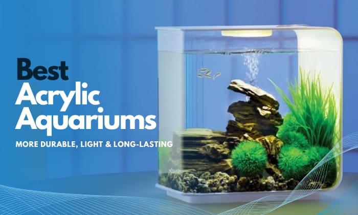 The Best Acrylic Aquarium Product Reviews