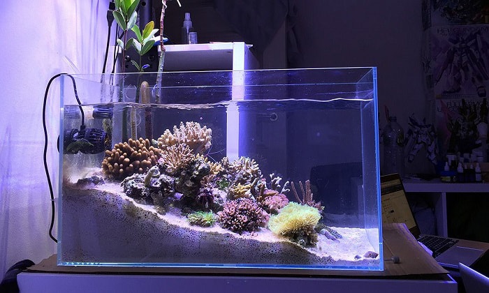 6 Best Nano Reef Tanks to Create Wonderful Aquascape