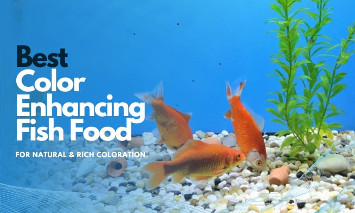 best tropical fish food for color