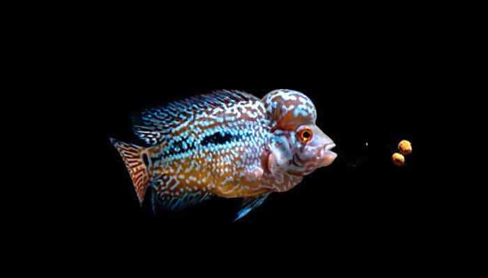 best flowerhorn pellet food