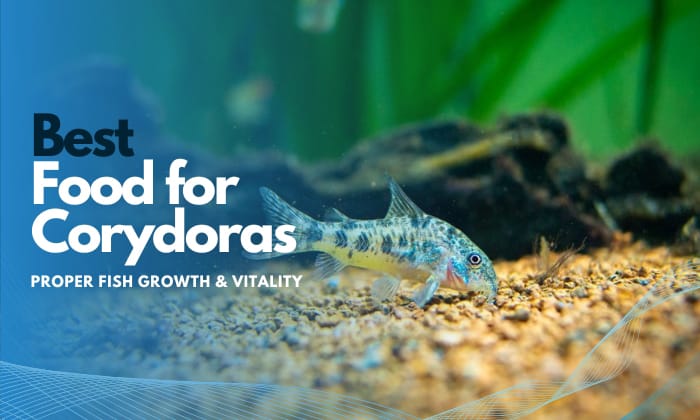 best fish food for corydoras