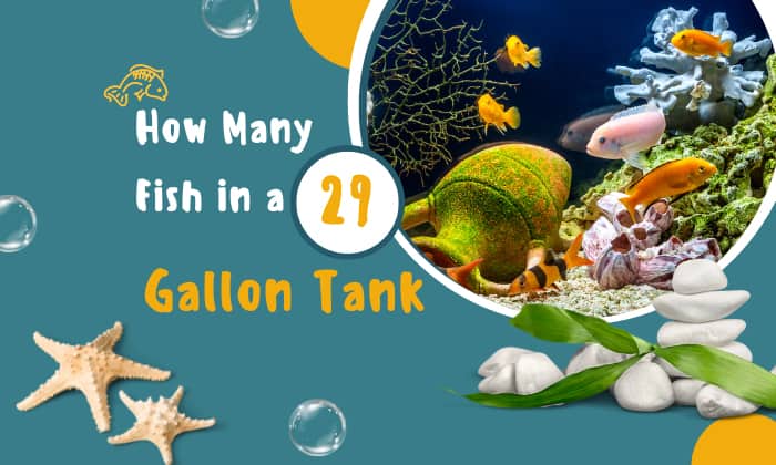 how many fish in a 29 gallon tank