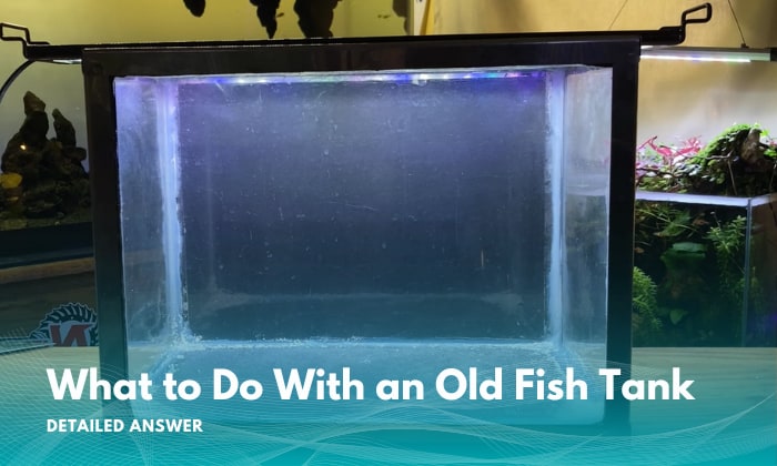 what to do with an old fish tank