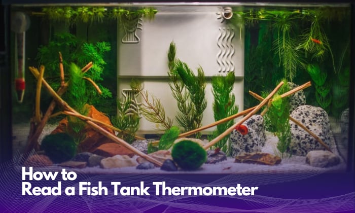 https://reefersdirect.com/wp-content/uploads/2023/06/how-to-read-a-fish-tank-thermometers.jpg