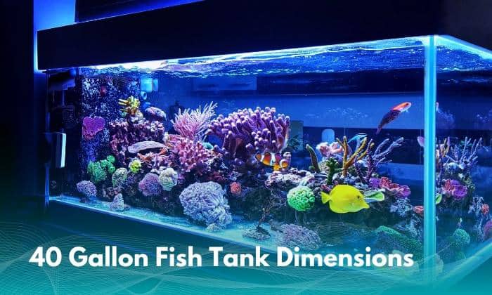 40-Gallon-Fish-Tank-Dimensions