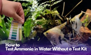 how to test ammonia in water without a test kit